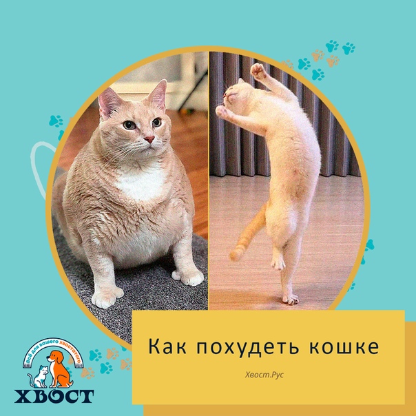 Как Сбросить Вес Кошек. Как коту похудеть: простые и действенные методы, диета, питание и уход