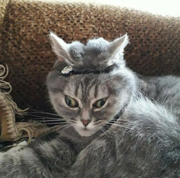 Максим Бахтин, Россия