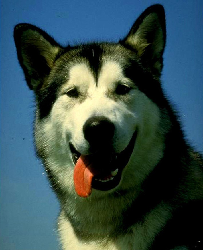 Димка Фин | Ревда