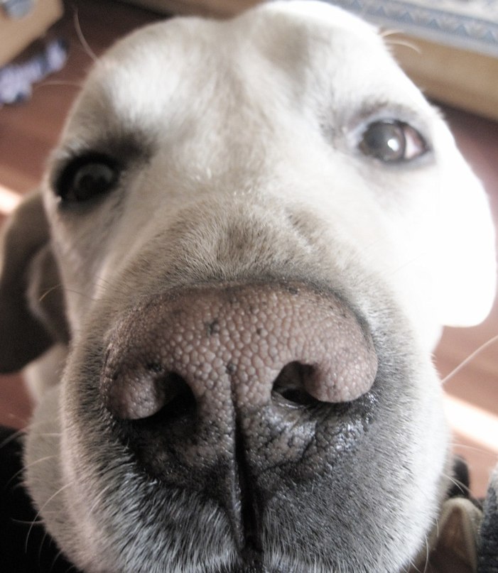 Dark Beauty | Электросталь