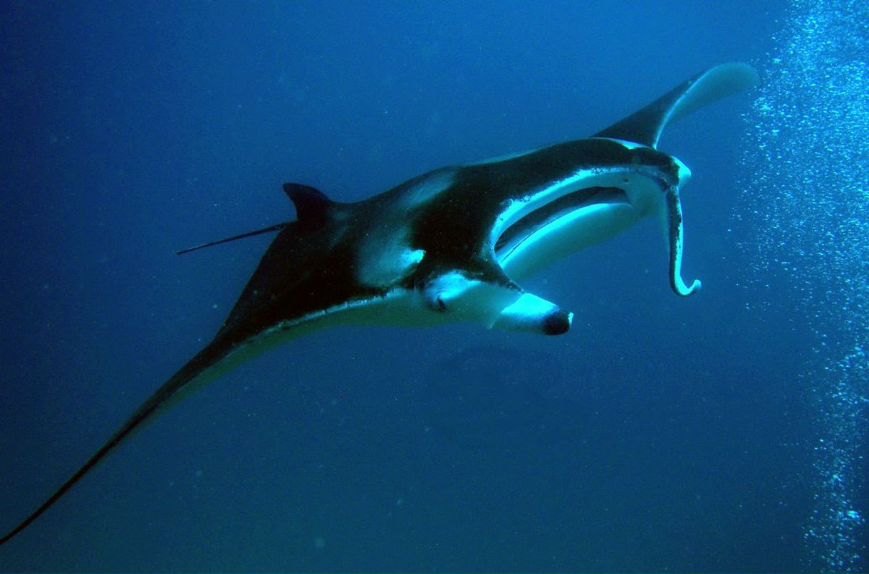 Андрей Кузнецов | Санкт-Петербург