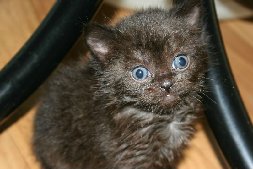 Светлана Павлова | Череповец