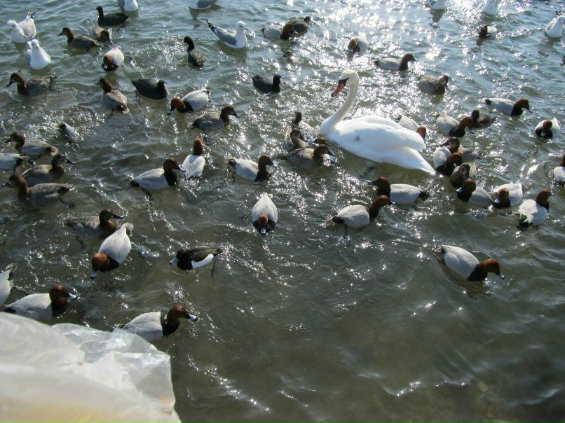 Владимир Коркош васильевич | Мариуполь