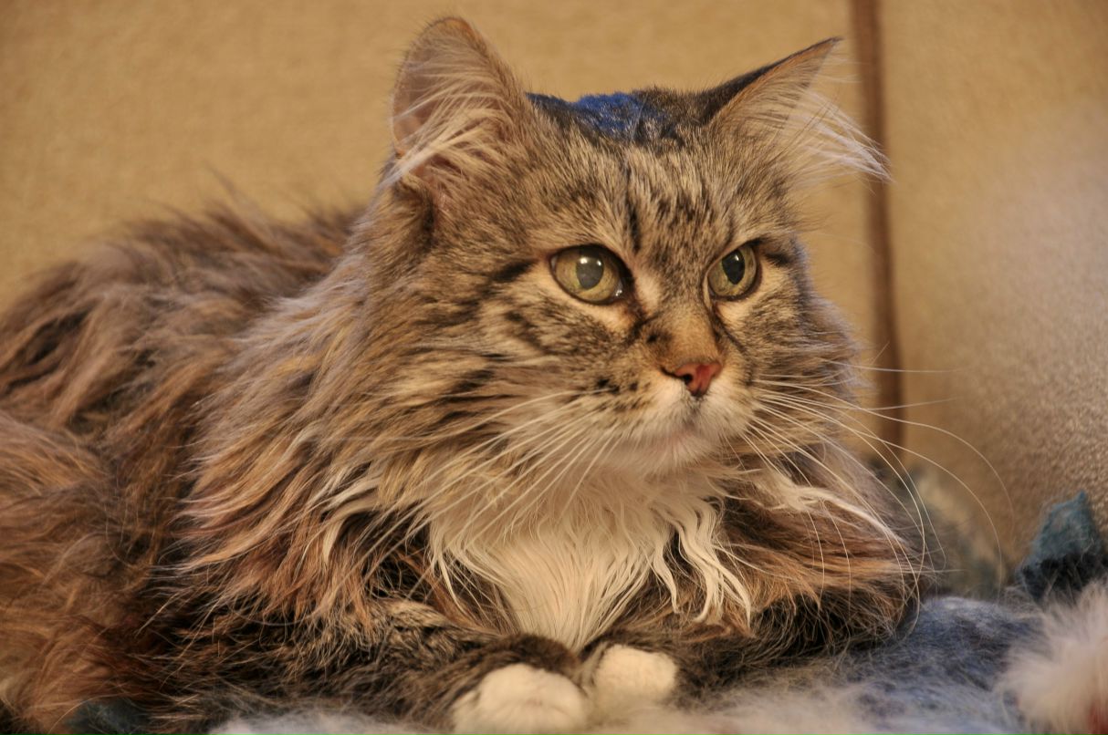 Анна Иванова | Санкт-Петербург