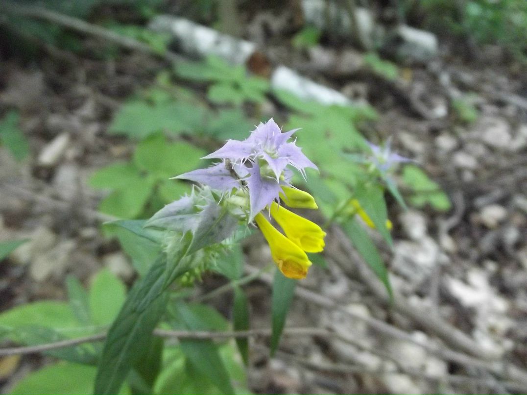 Танюшка Демьяненко | 