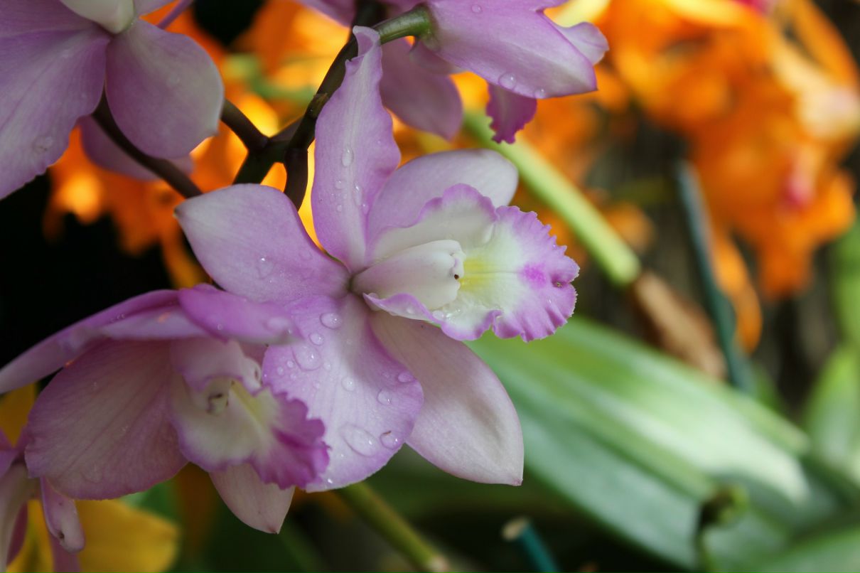 Ekaterina Krivonogova | Pittsburgh