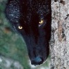 Аватар: Wolf Bloody
