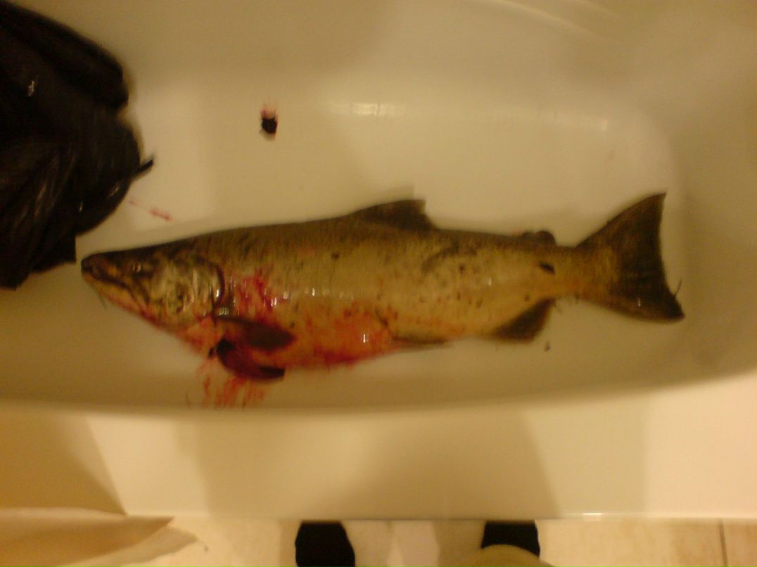 Сергей Сидоренко | Toronto