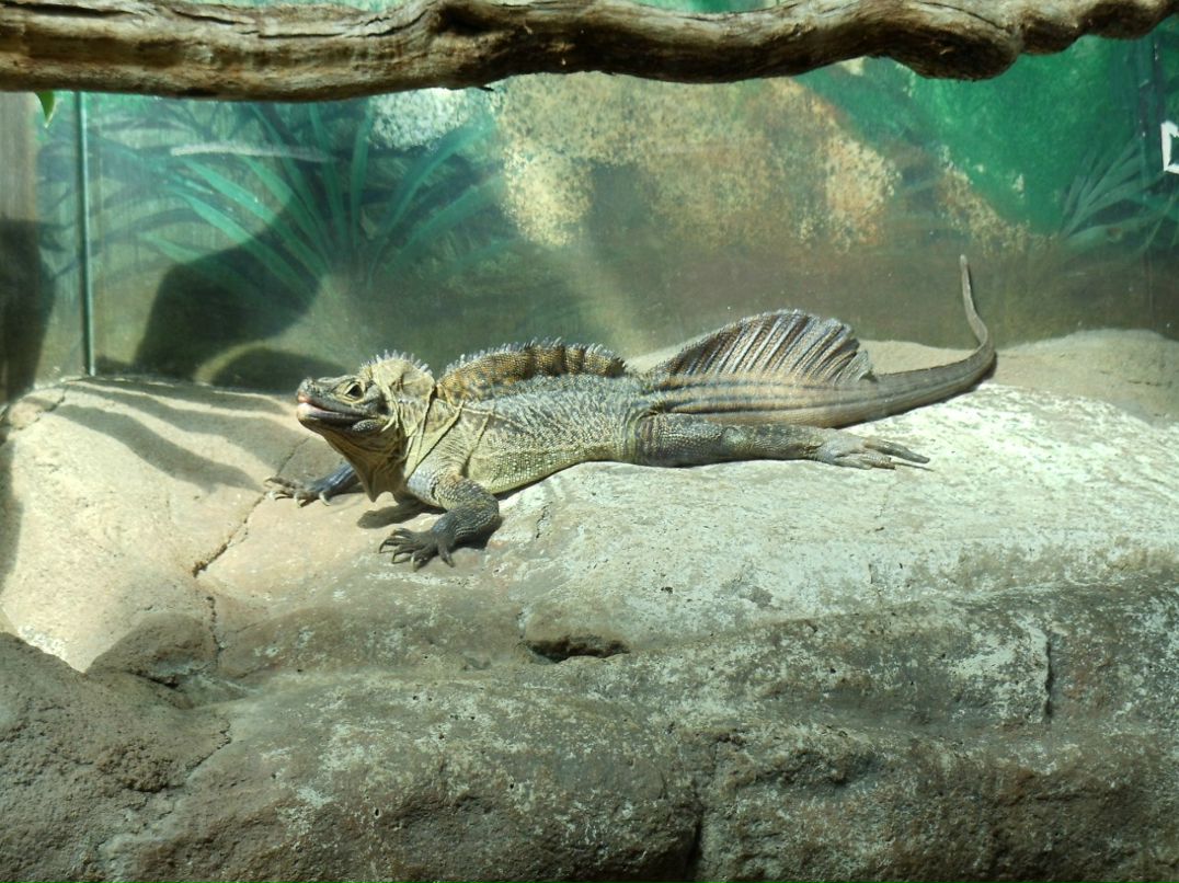 Антон Куделин | Sydney