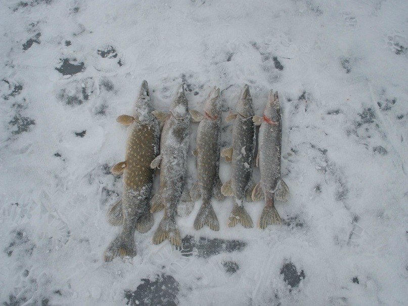 Виктор Солодовников | Коростышев