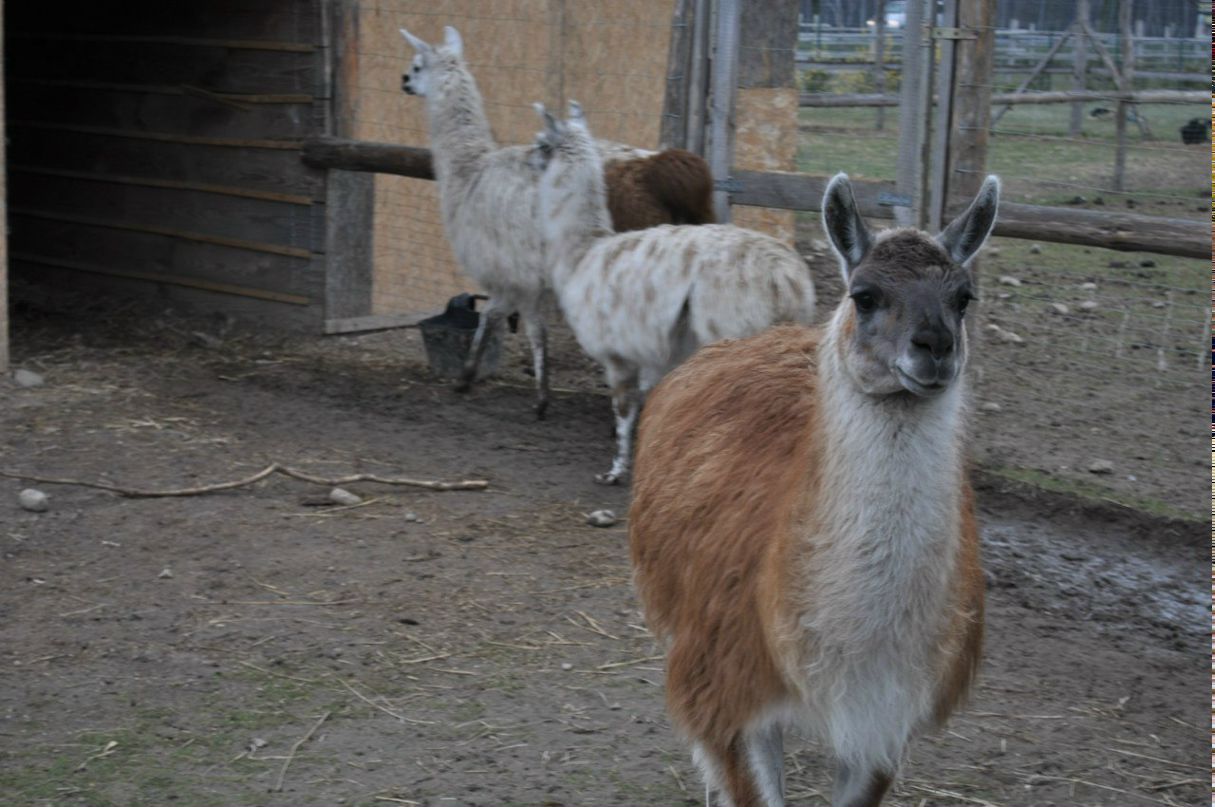 Alex Забельников | Москва