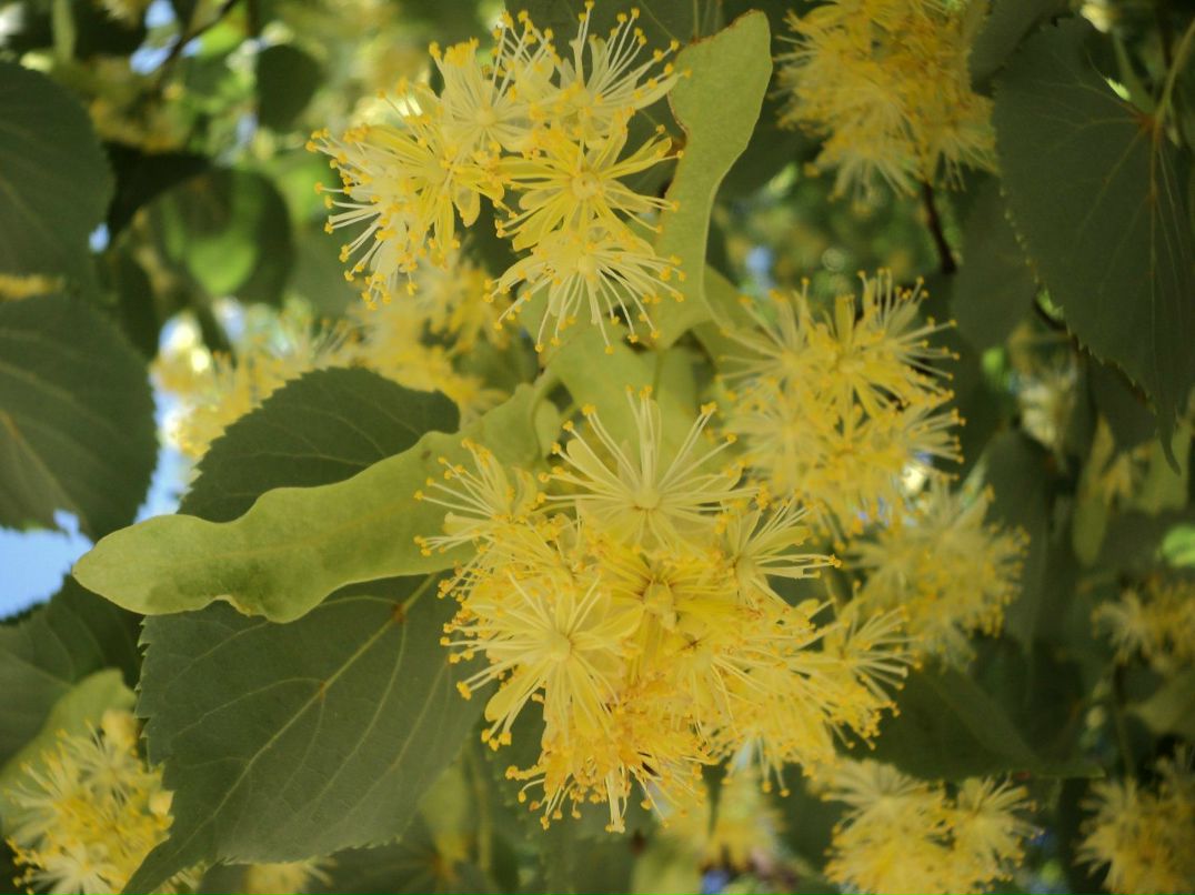 Дамир Саитов | Уфа