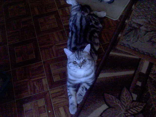 Даша Шмуренко | Санкт-Петербург