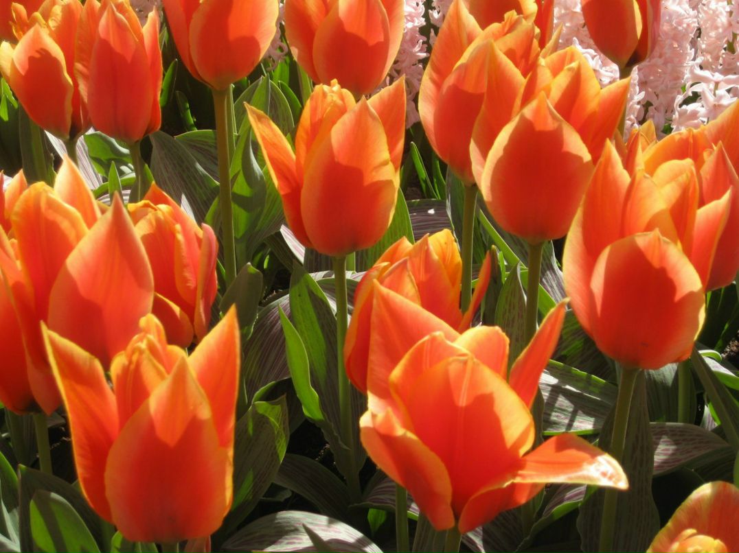 Полина Павлова | 