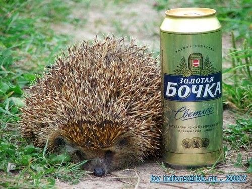 Алексей Долгополов | 