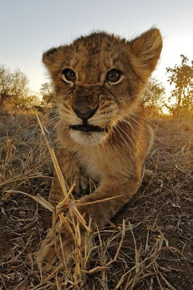 Никита Вайкутис | Санкт-Петербург