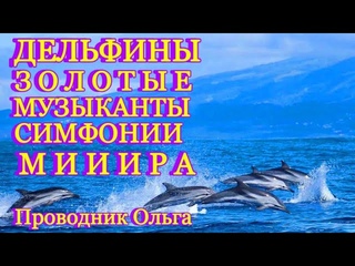 ДЕЛЬФИНЫ ЗОЛОТЫЕ МУЗЫКАНТЫ СИМФОНИИ МИИИРА @novoe_probujdene_chelovchestva
