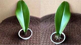 Просто кофе! Листья орхидеи сразу же образуют корни и цветут круглый год.