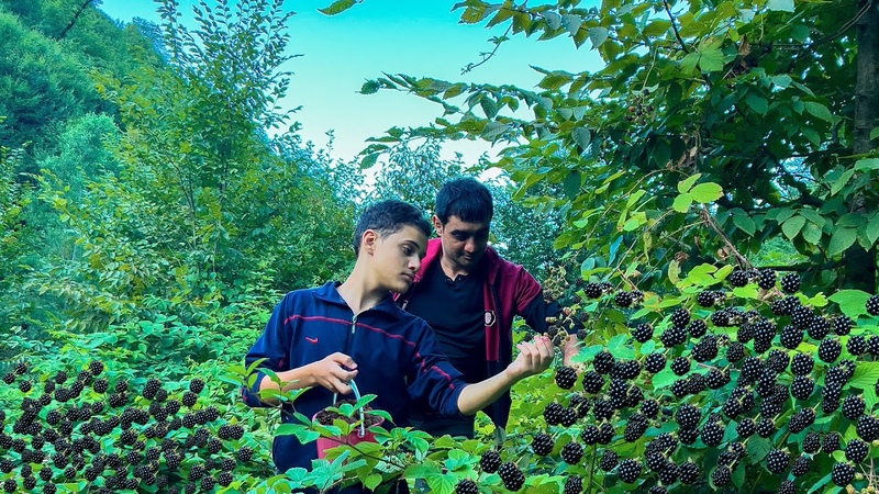 10 KG TANDOORI CHICKEN PICKING WILD BLACKBERRY, ANTIQUE KHAN KEBAB, PRICELESS RECIPE FROM