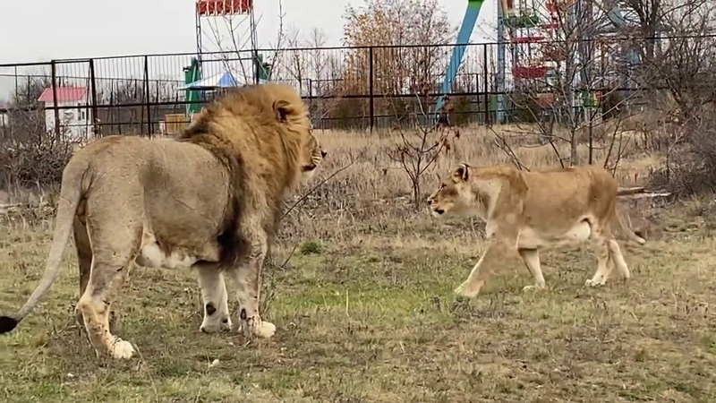 Ютуб канал парка тайган. Ютуб канал парка тайган. Парк тайган хозяин. Парк тайган хозяин. Ютуб канал парка тайган.