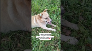 Собачья боль💔