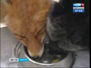 День щедрых на эмоции и траты  Что сегодня дарили друг другу влюблённые в Иркутске