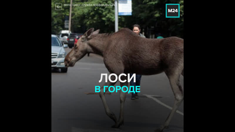 Зеленоград атаковали лоси Москва