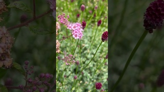 Спирея Литтл Принцесс Кровохлебка Литтл Ангел #shortvideo #gardening