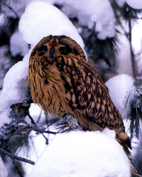 Владимир Кокорин | Астрахань