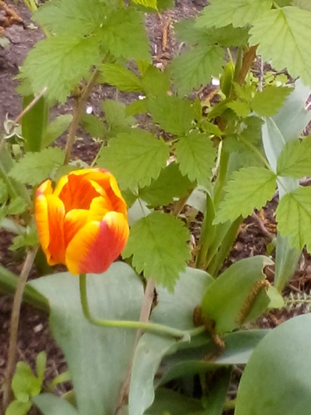 Виктор Панов | Воронеж