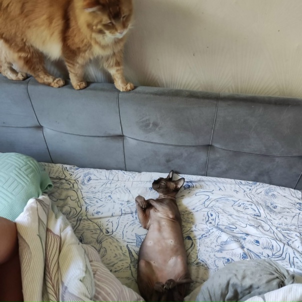 Соблазнение кота в 4 действиях ахахаа.....нет..на самом...