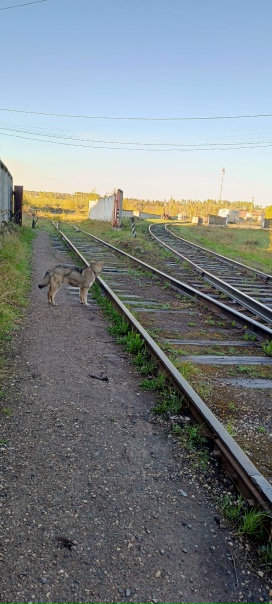 Может кто то потерял своего пёсика ,