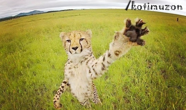 😀#Познавательнопознавательно - наука и жизньГепард хотел сбить пролетающий мимо квадрокоптер