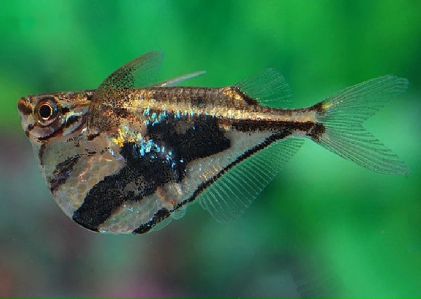 Карнегиелла мраморная (Carnegiella strigata)