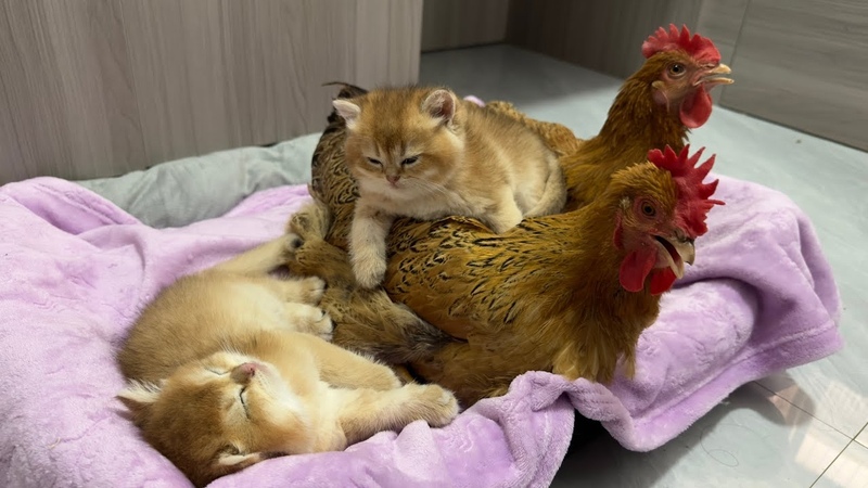 The hen gets custody of the kittens The hen is a really qualified cat funny cute pet