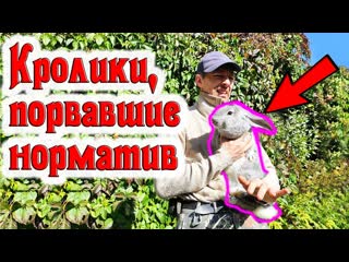 Эти кролики рвут нормативы в клочья!