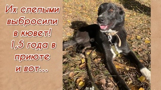 Их слепыми выбросили в кювет! 1,5 года в приюте и вот Приют для животных