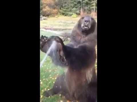Bear Loves Taking a