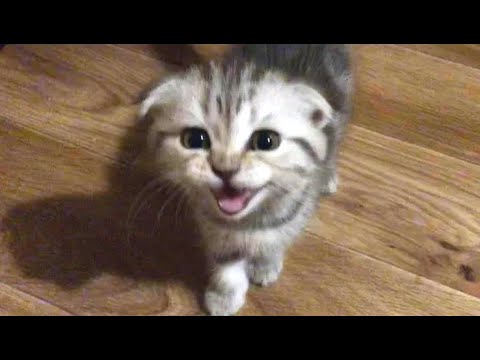 ЖРАТЬ ХОЧУ кричит ГОЛОДНЫЙ маленький КОТЁНОК Кошечки Алиса