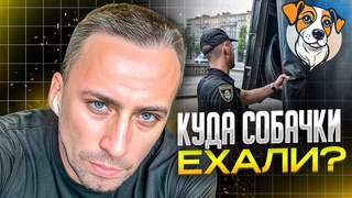ШОК! ВАШИ ВАРИАНТЫ КУДА СОБАЧКИ ЕХАЛИ?