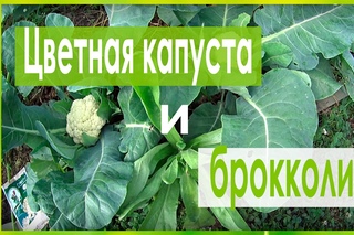 ЦВЕТНАЯ КАПУСТА !!!СЕКРЕТ ХОРОШЕГО УРОЖАЯ!!!