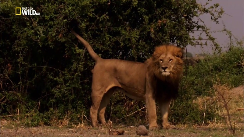 Львы дерутся. Дикие животные. Гиены в африке. Нет они дикие. Животные волк.