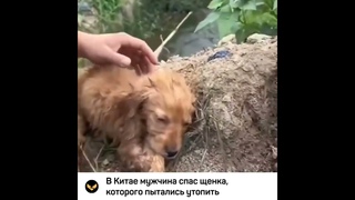 В Китае мужчина спас щенка, которого скинули в воду в завязанном пакете