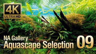 ADAview -4K- NA Gallery Aquascape Selection vol.9   9