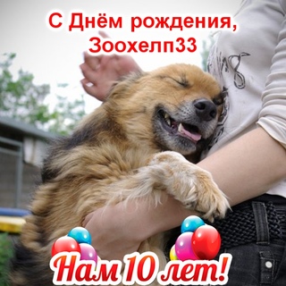 зоохелп33. группа зоохелп. зоох. зоохелп красногорск. Jack dar.