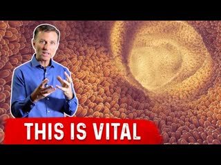 The Importance Of The Intestinal Mucosal Barrier Explained By