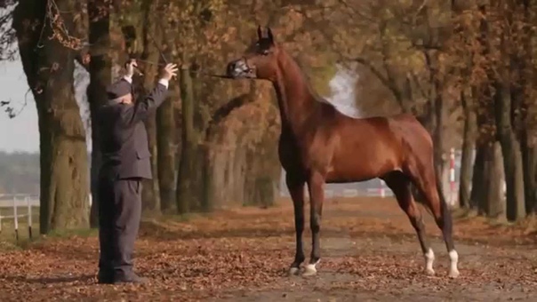 ARABIAN HORSE DAYS Janów Podlaski 2014: