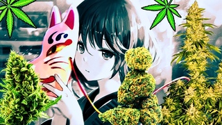 ☀🌱🌺  Цветение марихуаны 9 DAYS ☀🌱🌿🌺 MARIJUANA Grow cannabis 61 DAYS  🍀 🌱 Клоны ,🌱Конопля .
