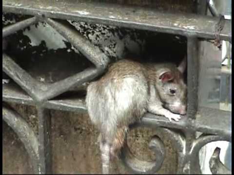 India, part 2 Karni Mata ( Rat