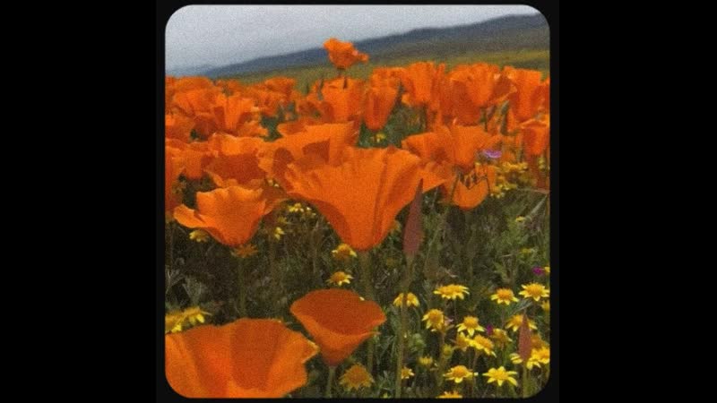 aesthetic vintage video